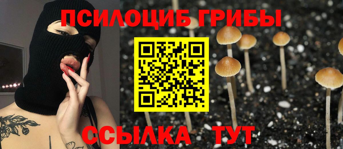 Псилоцибиновые грибы мицелий Алейск